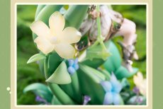 画像11: 原神　ナヒーダ・白草浄華　1/7 フィギュア　特典付き【予約2028年1月】 (11)