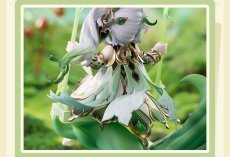 画像13: 原神　ナヒーダ・白草浄華　1/7 フィギュア　特典付き【予約2028年1月】 (13)
